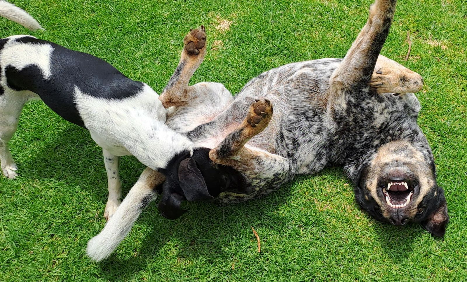 Two dogs playing on a home lawn